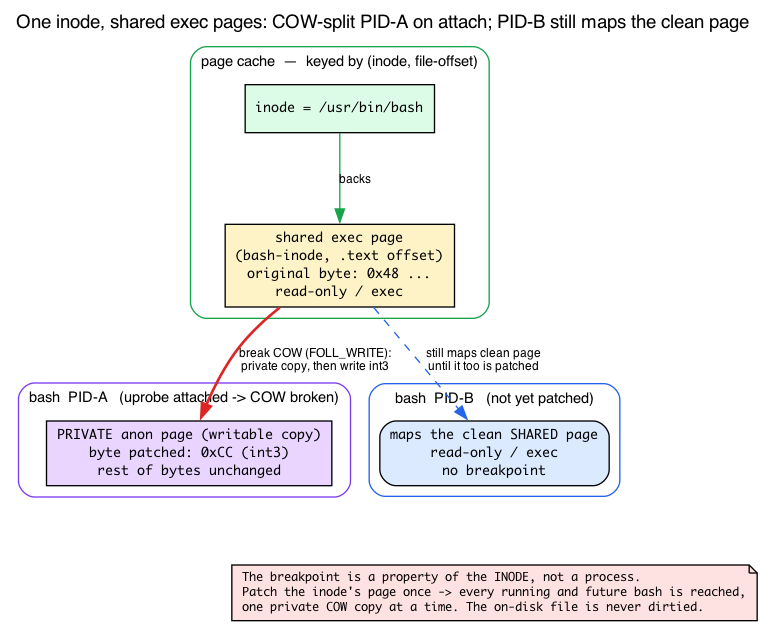 One inode’s shared page COW-split for PID-A while PID-B still maps the clean page